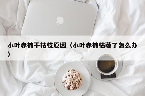 小叶赤楠干枯枝原因（小叶赤楠枯萎了怎么办）